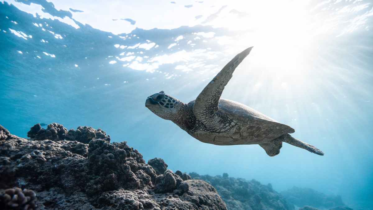 Tortuga marina nadando en alta mar junto al proyecto de esferas de hormigón para almacenamiento energético