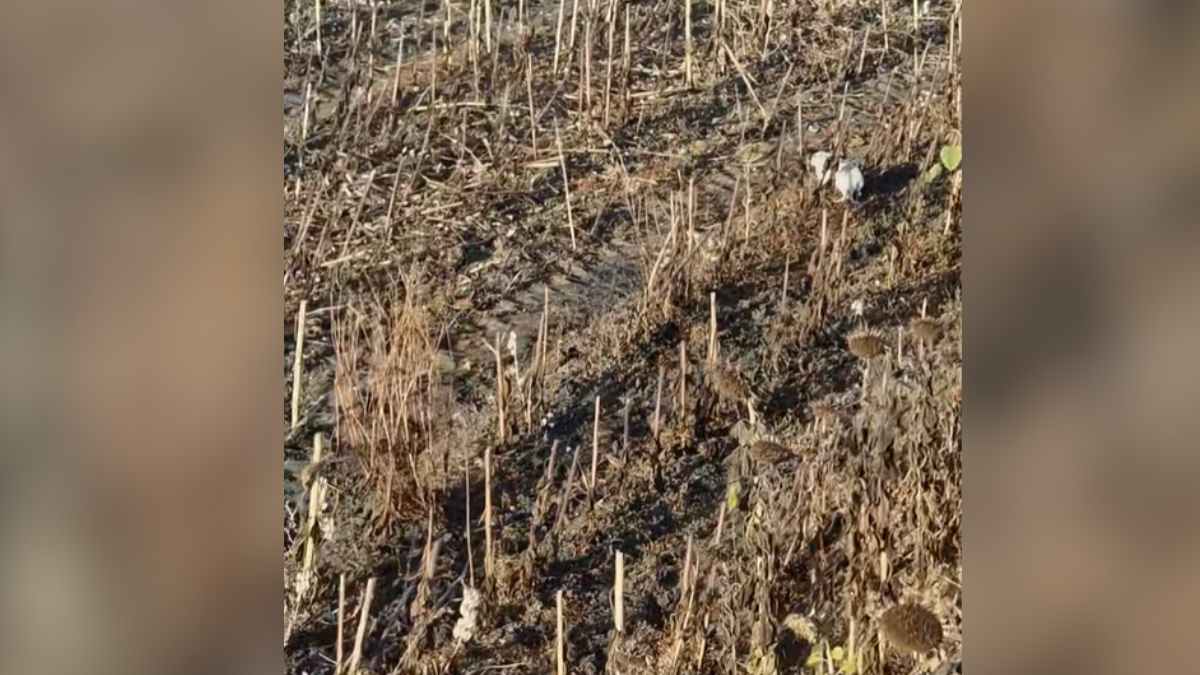 Liebre blanca encontrada por agricultor sevillano entre girasoles