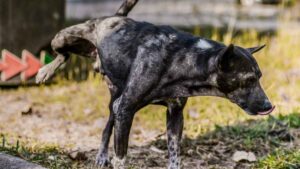 Este ayuntamiento lanza un aviso a los dueños de perros: multas de hasta 300 euros por no regar los orines de sus mascotas
