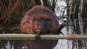 Aparece en el río Tajo un animal que se creía desaparecido de la península desde hace siglos: se trata del roedor más grande de Europa y pesa 30 kilos