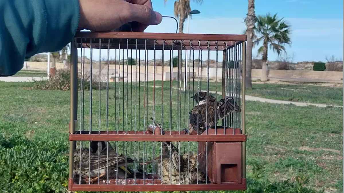 Gorrión atrapado en jaula tras red japonesa de cazador furtivo en Burgos