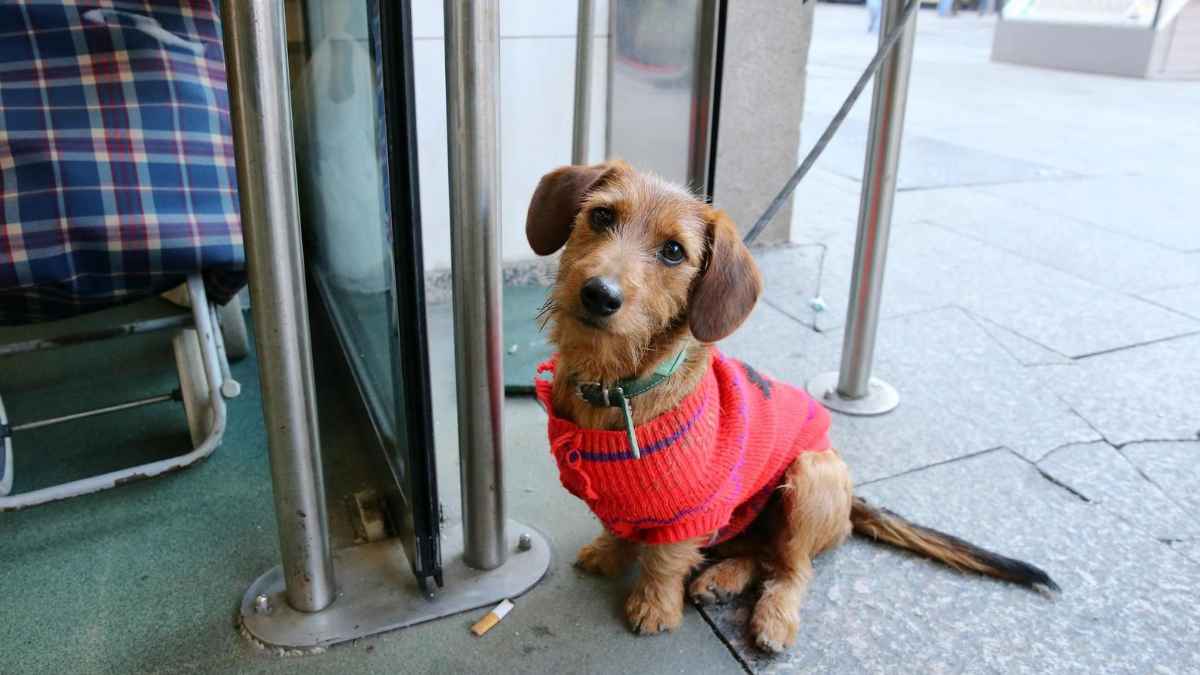 Perro dachshund con jersey rojo atado a una barandilla en la calle, solo y esperando.