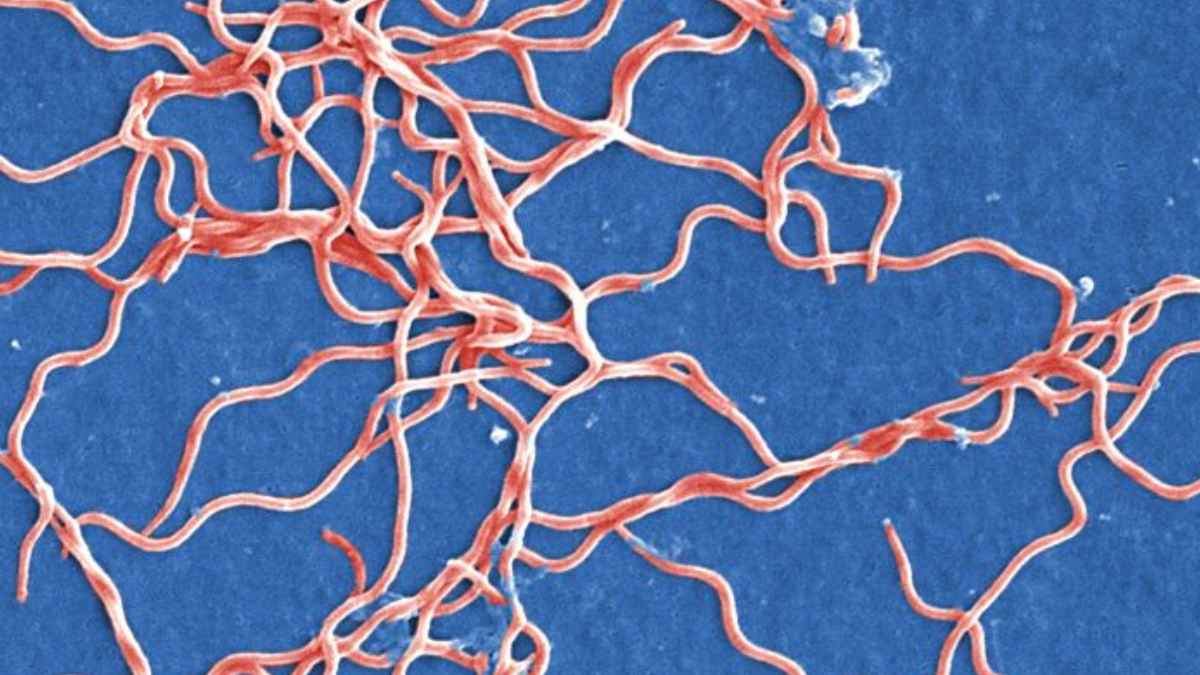 Bacterias Borrelia burgdorferi al microscopio, origen de la enfermedad de Lyme en agricultores y ganaderos españoles