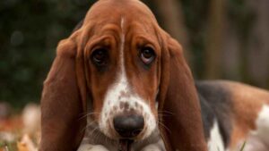Un veterinario es absuelto tras patear a un perro y sufrir una agresión por parte del dueño: lo condenan con 160 euros de multa por propinarle un puñetazo
