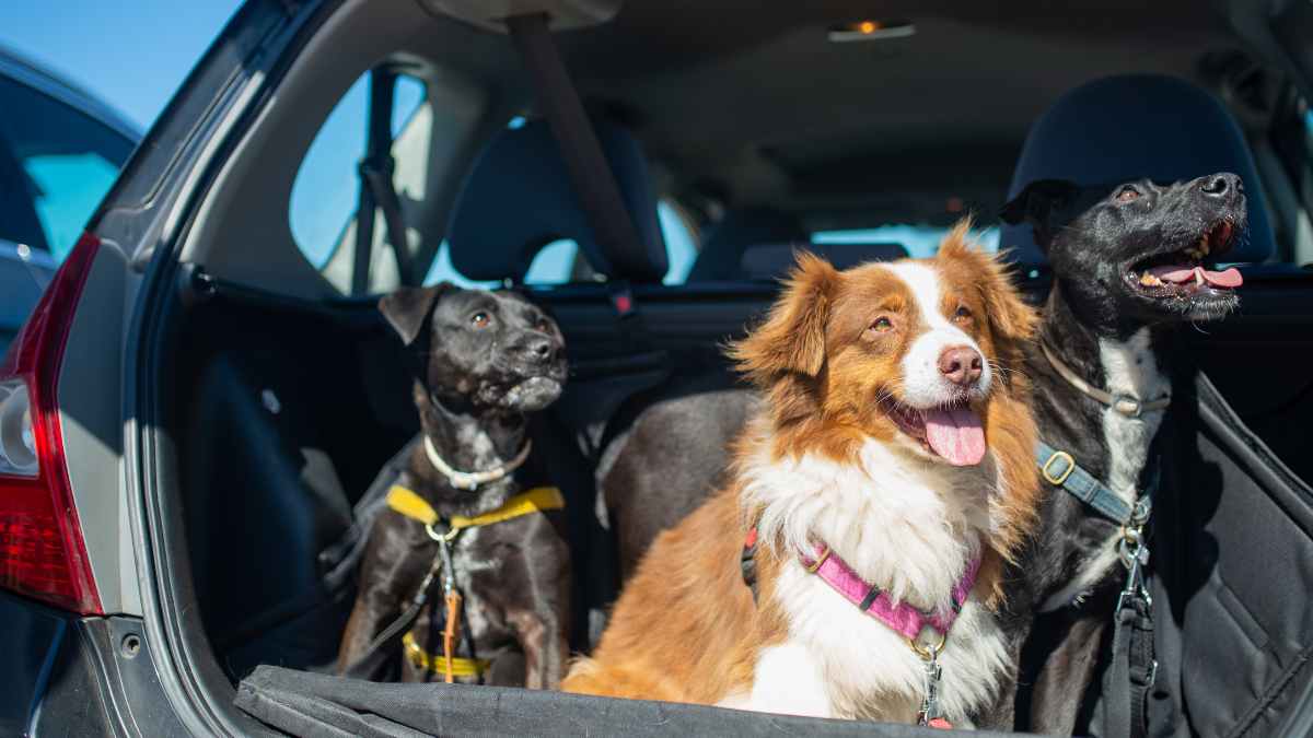 Perros sujetos con arneses en el maletero de un coche, viaje seguro según DGT