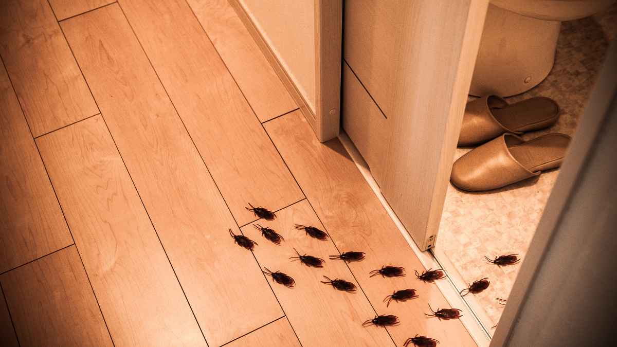 Cucarachas caminando por el suelo de una casa, cerca de la puerta del baño, mostrando la necesidad de soluciones para repeler insectos en el hogar.