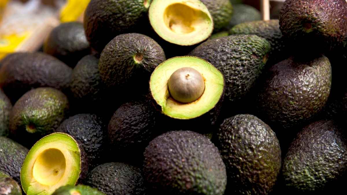 Aguacates frescos cultivados en Galicia, la región española que sustituye a Andalucía en la producción