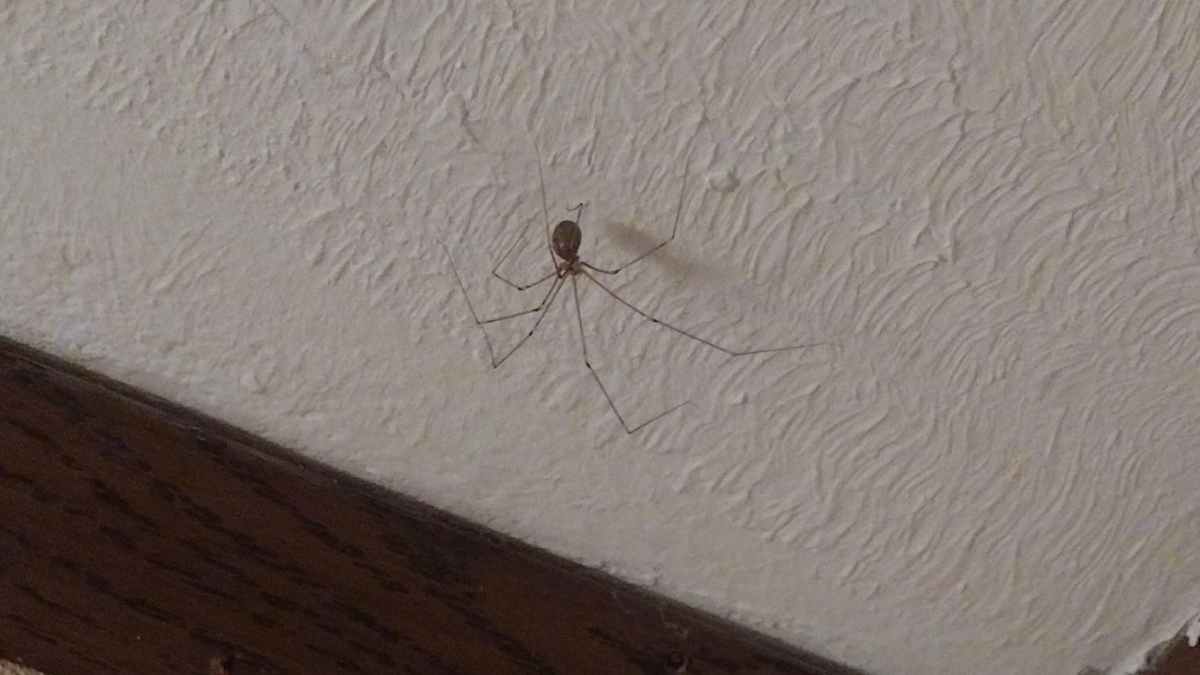 Araña patona doméstica en la pared del hogar que protege de insectos peligrosos