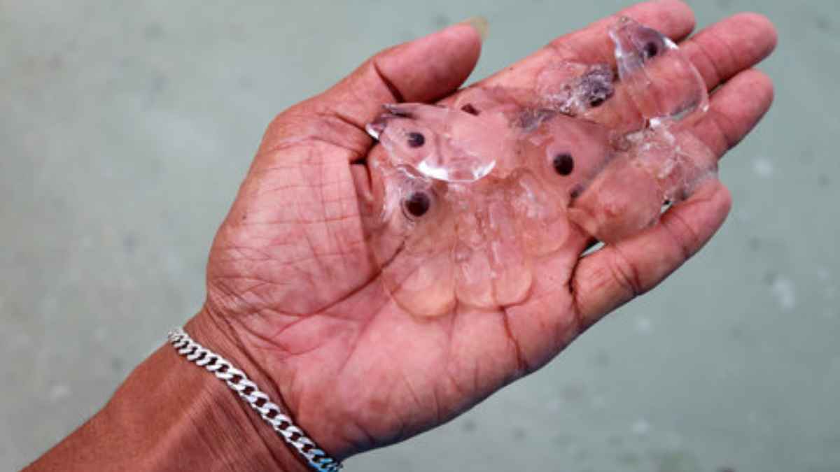 Mano mostrando varias salpas transparentes encontradas en playas españolas durante el verano de 2025.