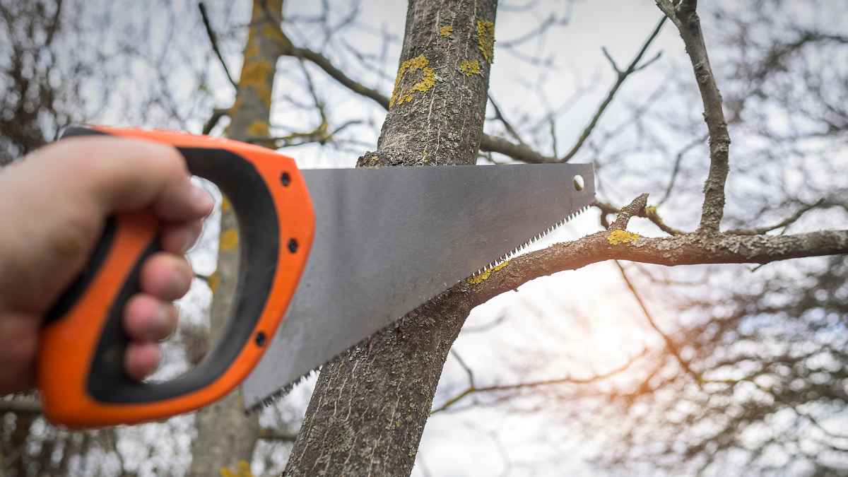 Persona cortando rama de árbol que invade propiedad, derecho Código Civil