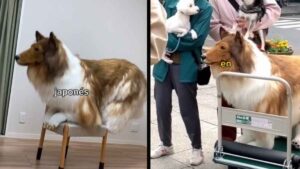 Se gasta 13.000 euros en convertirse en perro y ya pasea por la calle buscando novia “perruna”