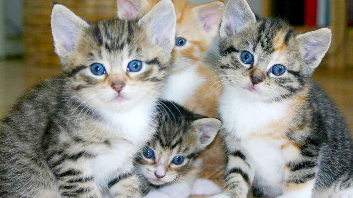 Gatos pequeños que deben cumplir la Ley de Bienestar Animal 2025