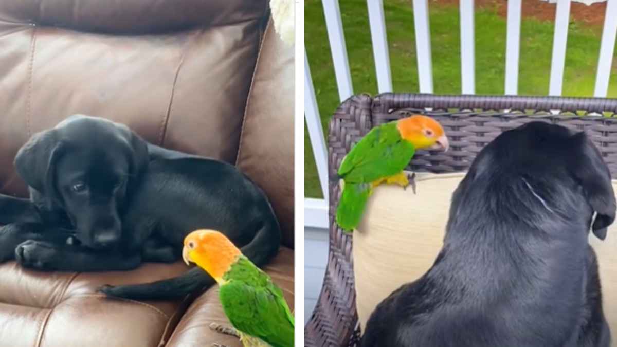 Loro intentando echar al perro de casa robándole espacio y atención