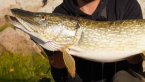 Un pescador de 12 años captura un lucio gigante y queda horrorizado al descubrir lo que había devorado