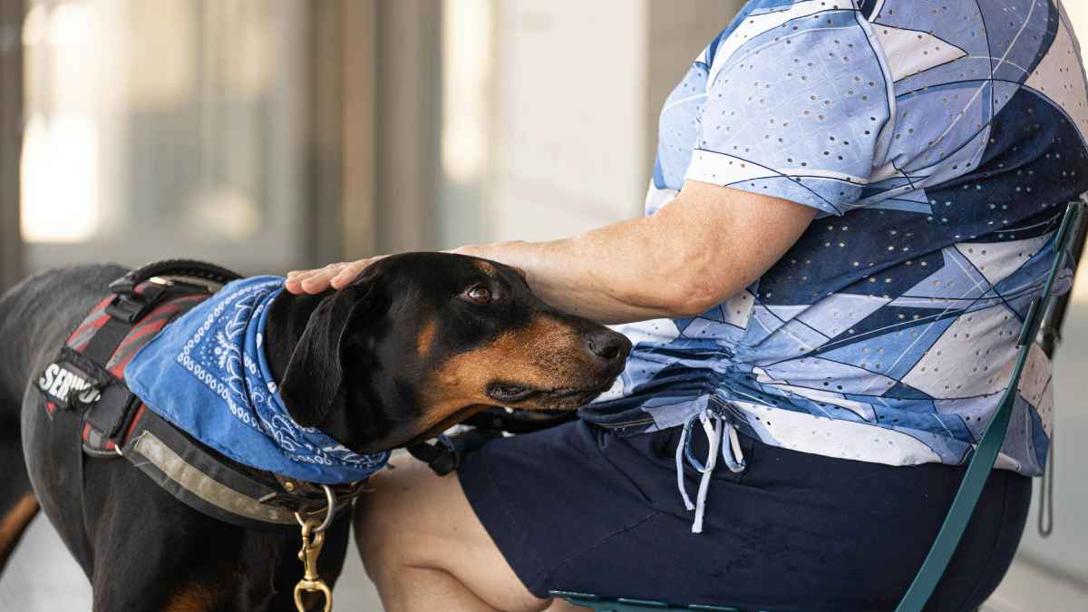 Doberman sano con alimentación natural perro