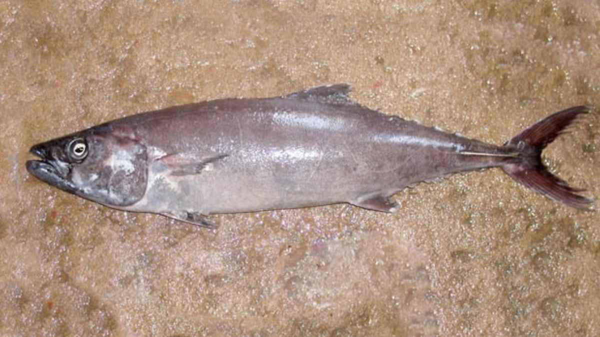 Pez mantequilla pescado japonés prohibido España