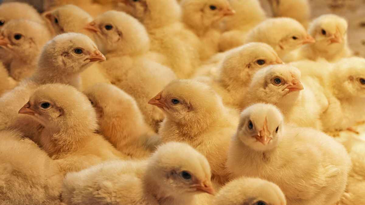Grupo de pollitos recién nacidos esperando ser sexados, trabajo rechazado pese a sueldo de 4.500 euros