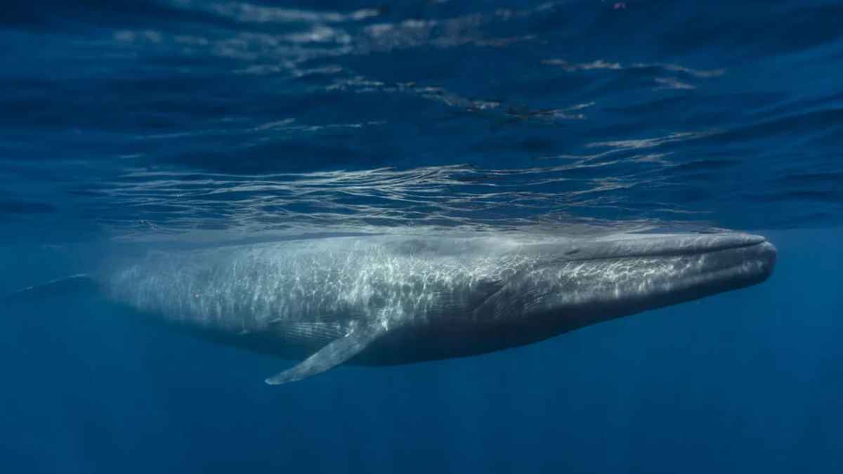 Rorcual común (Balaenoptera physalus) frente a la costa valenciana, muestreo de ADN con dron de la UPV