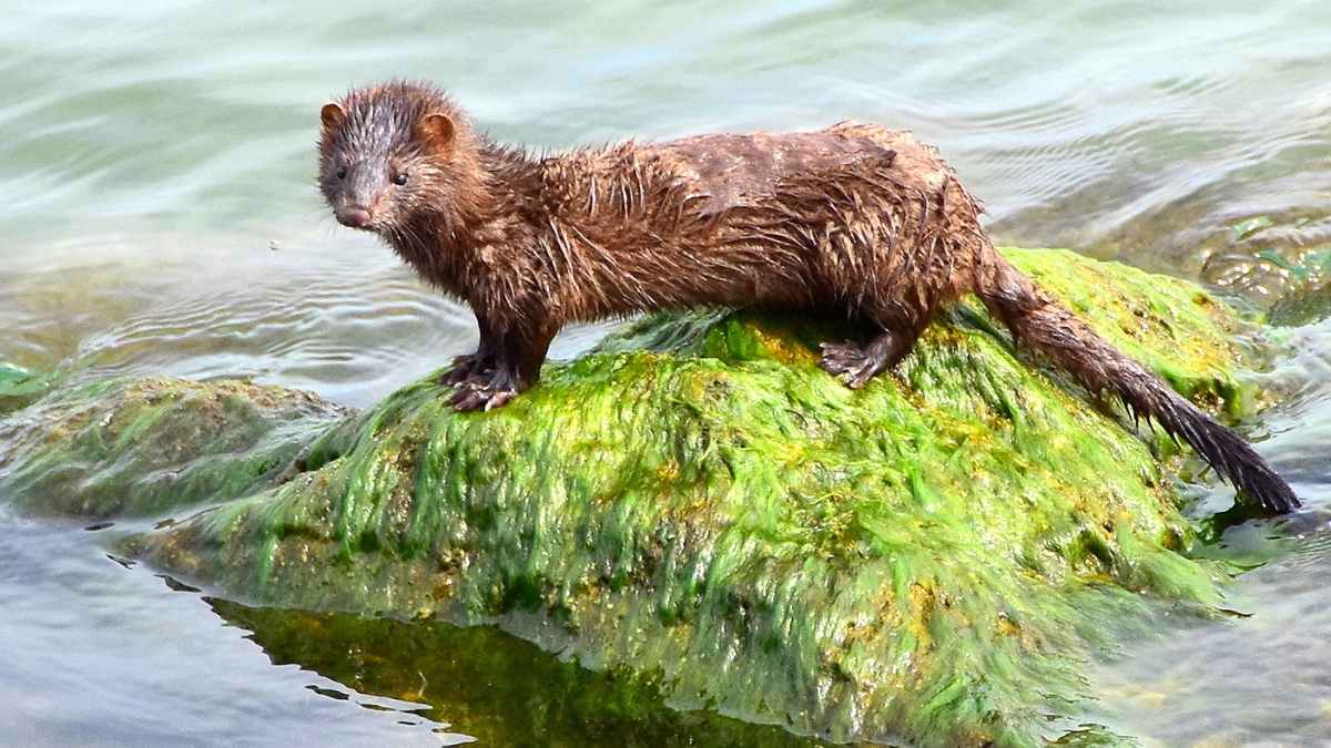 Visón americano sobre una roca en el río Tormes en Salamanca