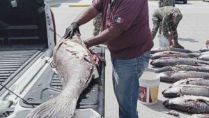 La “cocaína del mar” se apodera del mercado negro chino: por qué México no logra detener el tráfico ilegal de totoaba