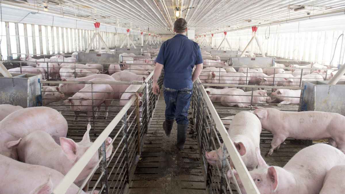 Trabajador en granja porcina de Cuarte Grupo Jorge producción alimentación