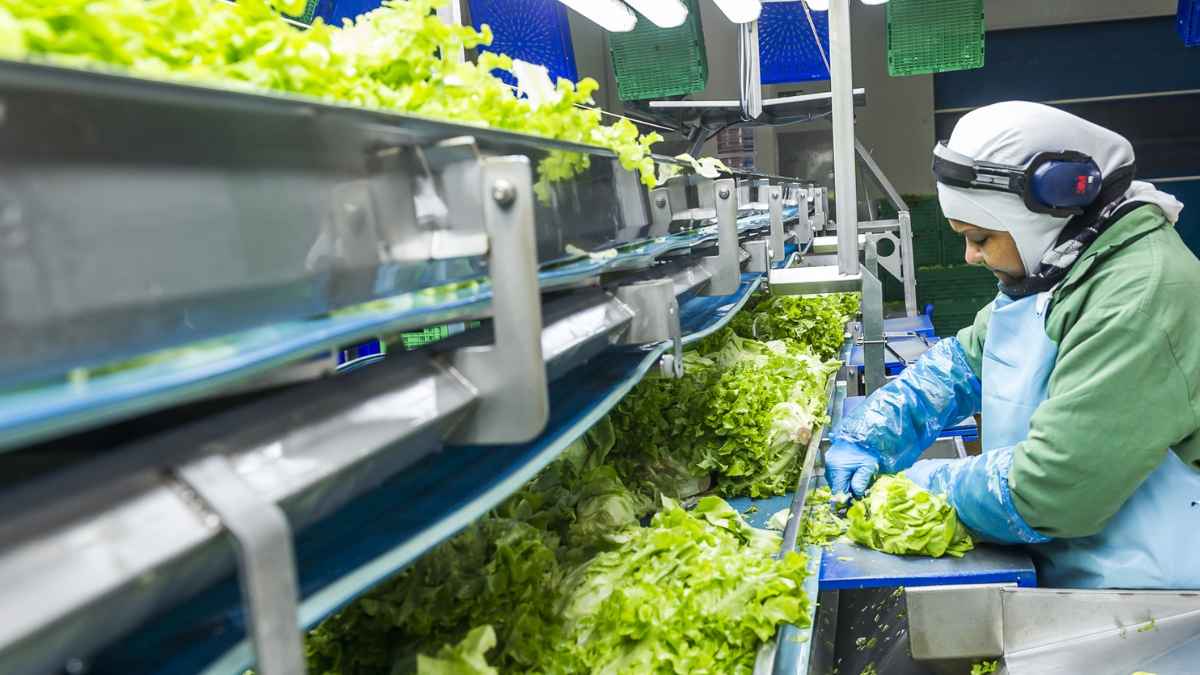 Trabajador manipulando lechugas en la fábrica de Verdifresh en Antequera (Málaga)