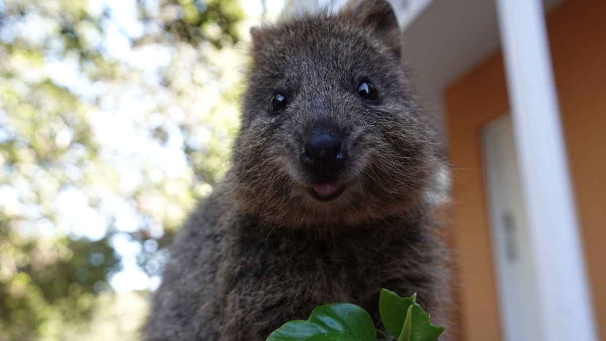 Quokka, conocido como el animal más feliz del mundo, en peligro por selfies turísticos