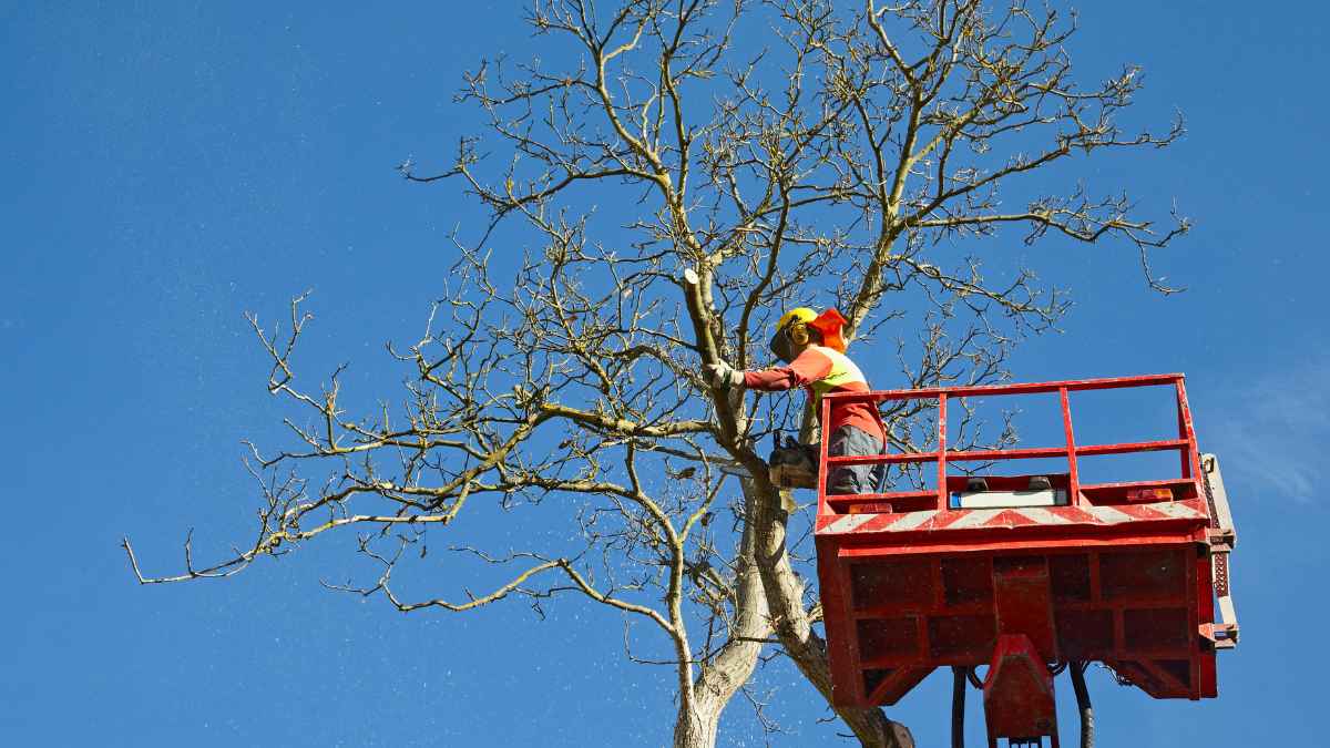 Trabajador talando árbol centenario sobre plataforma elevadora para despejar vistas al Atlántico