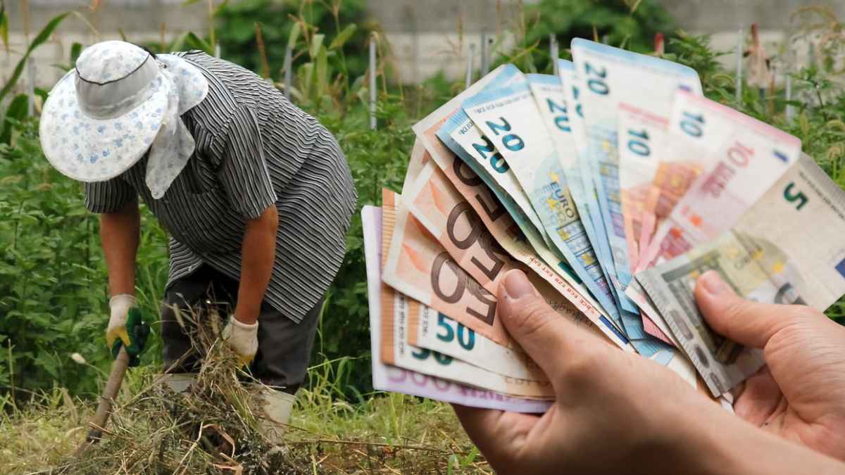 Trabajador agrícola con ayuda económica en efectivo del SEPE mientras trabaja