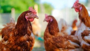 Criar gallinas en casa sin notificarlo a la administración puede acarrear multas de hasta 3.000 euros, según la ley