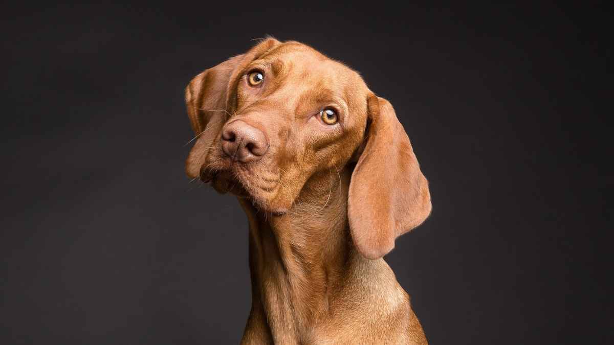 Perro en referencia a la deducción de gastos veterinarios en Andalucía
