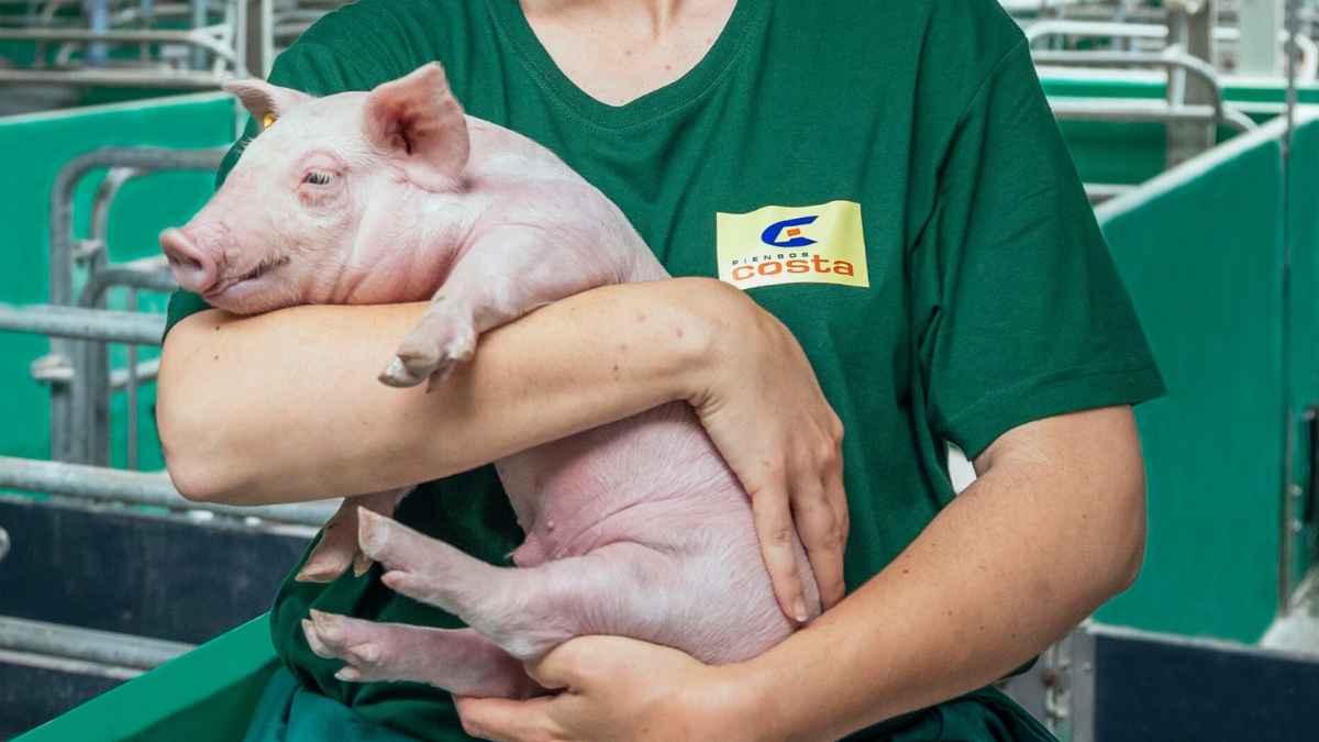 Trabajador de Grupo Costa en granja porcina de Samper de Calanda sosteniendo un lechón en brazos