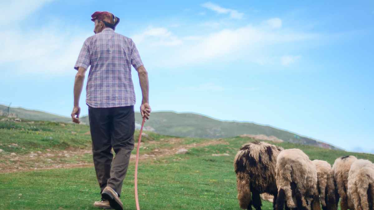 Hombre mayor jubilado con una pensión caminando con bastón en el campo junto a ovejas