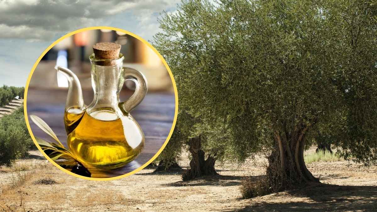 Aceite de oliva en aceitera junto a un olivo en el campo durante la sequía en España