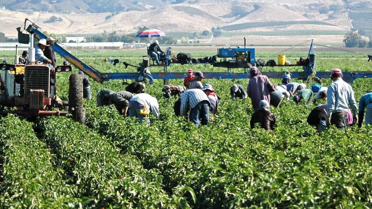 Trabajadores extranjeros en el campo español recogiendo cultivos y cotizando a la Seguridad Social