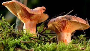 Andalucía protege sus bosques con multas de hasta 600 euros por la recolección de setas si no respetas las normas