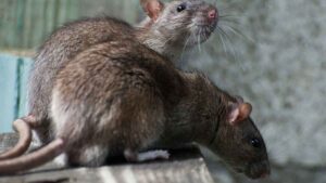 Málaga declara la guerra a las ratas con inspecciones y sanciones de más de 3.000 euros