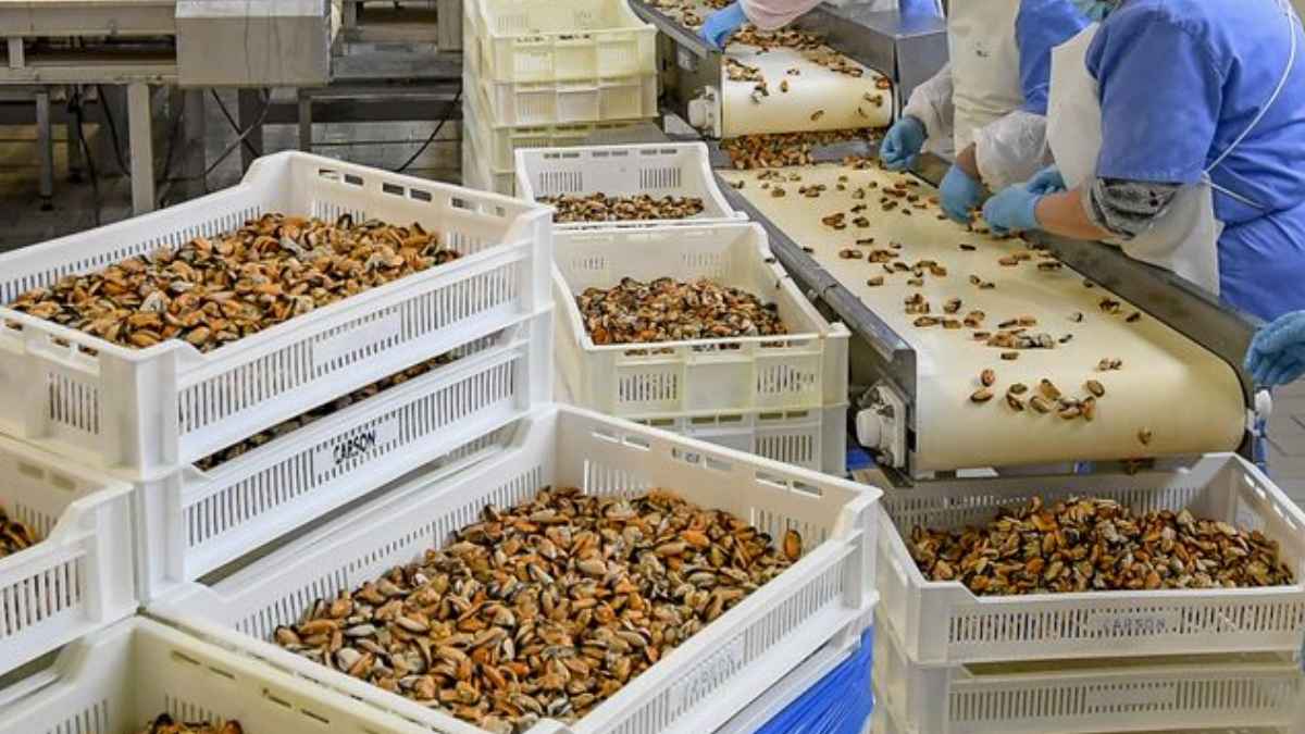 Operarios trabajando en fábrica de mejillón en Boiro y Rianxo durante jornada intensiva de mañana