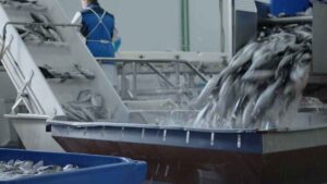 8 vacantes con contrato indefinido: esta fábrica de pescado en Torre-Pacheco (Murcia) necesita personal