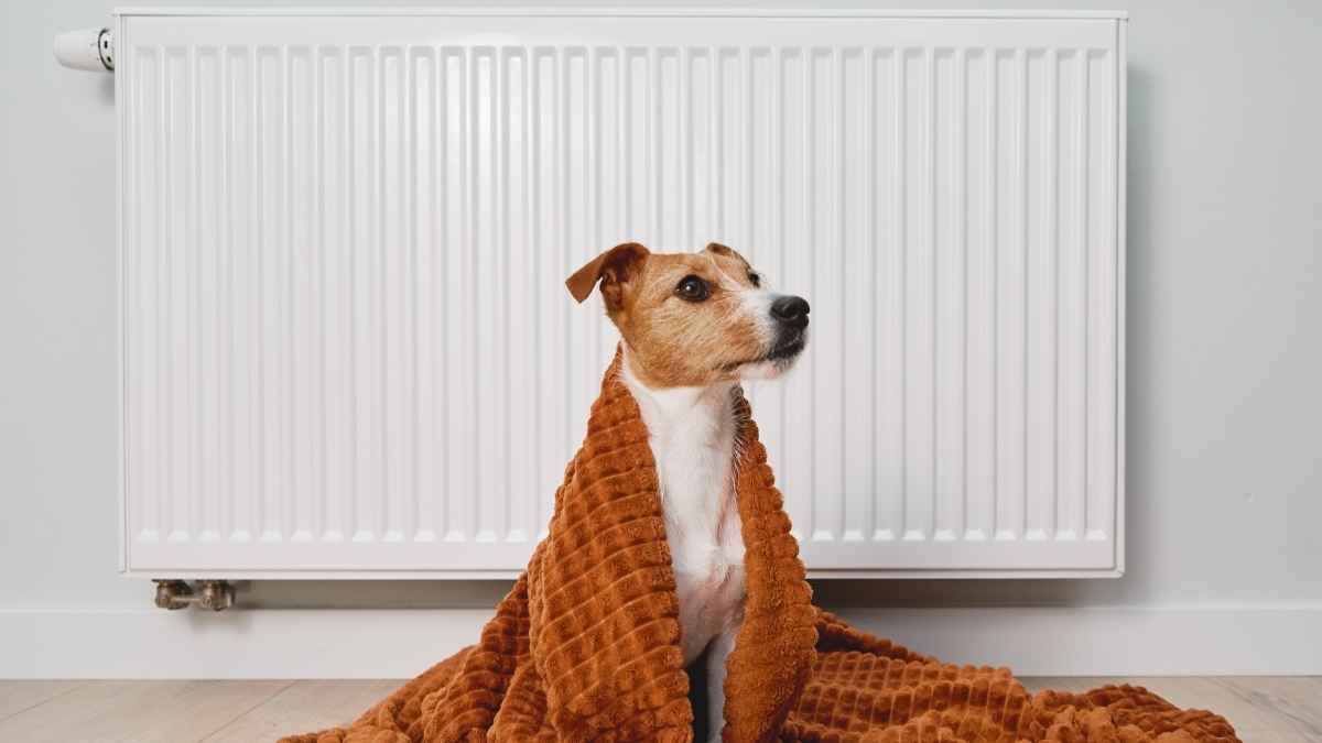 Perro envuelto en una manta frente a un radiador encendido para ilustrar consejos de ahorro en calefacción.