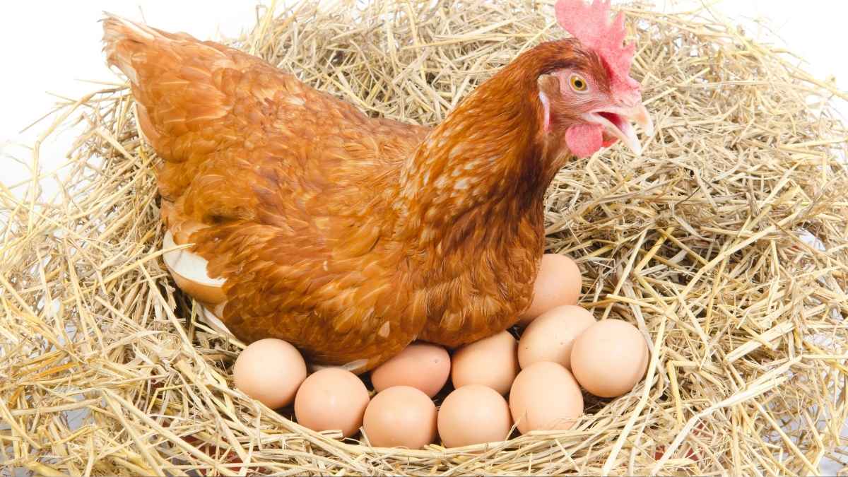 Gallina en un nido de paja rodeada de varios huevos recién puestos.