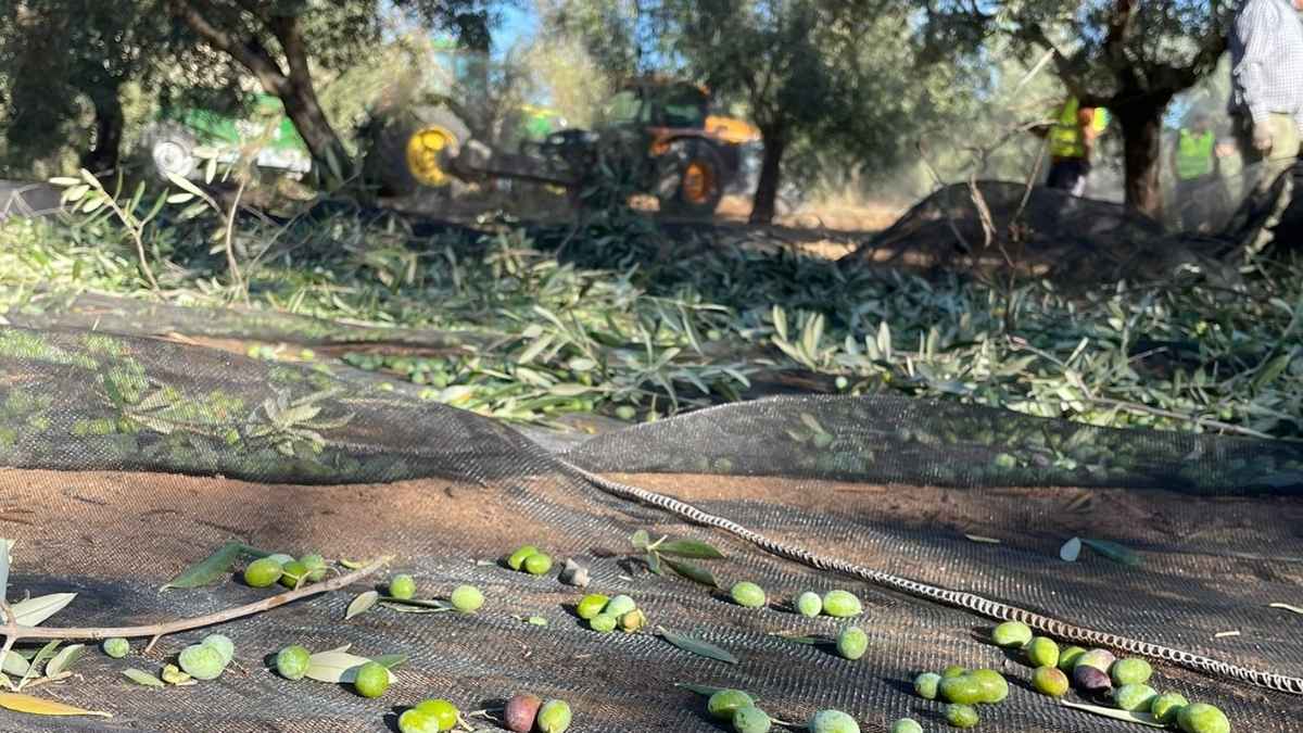Recolección de aceituna en mantón con tractor al fondo durante el vareo del olivar