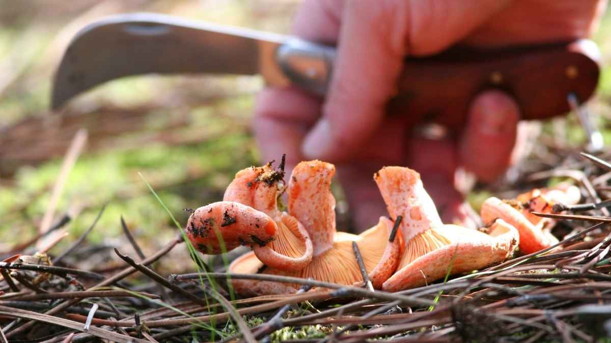 Recolección de setas en el monte con un recolector cortando níscalos con una navaja