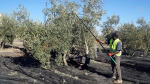 “No encuentro españoles que quieran trabajar” ganando 70 euros al día: un oficio duro según este agricultor