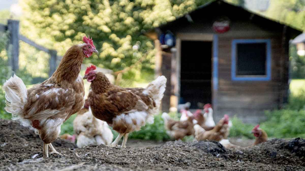 Gallinas en un corral al aire libre junto a un gallinero en una finca rural