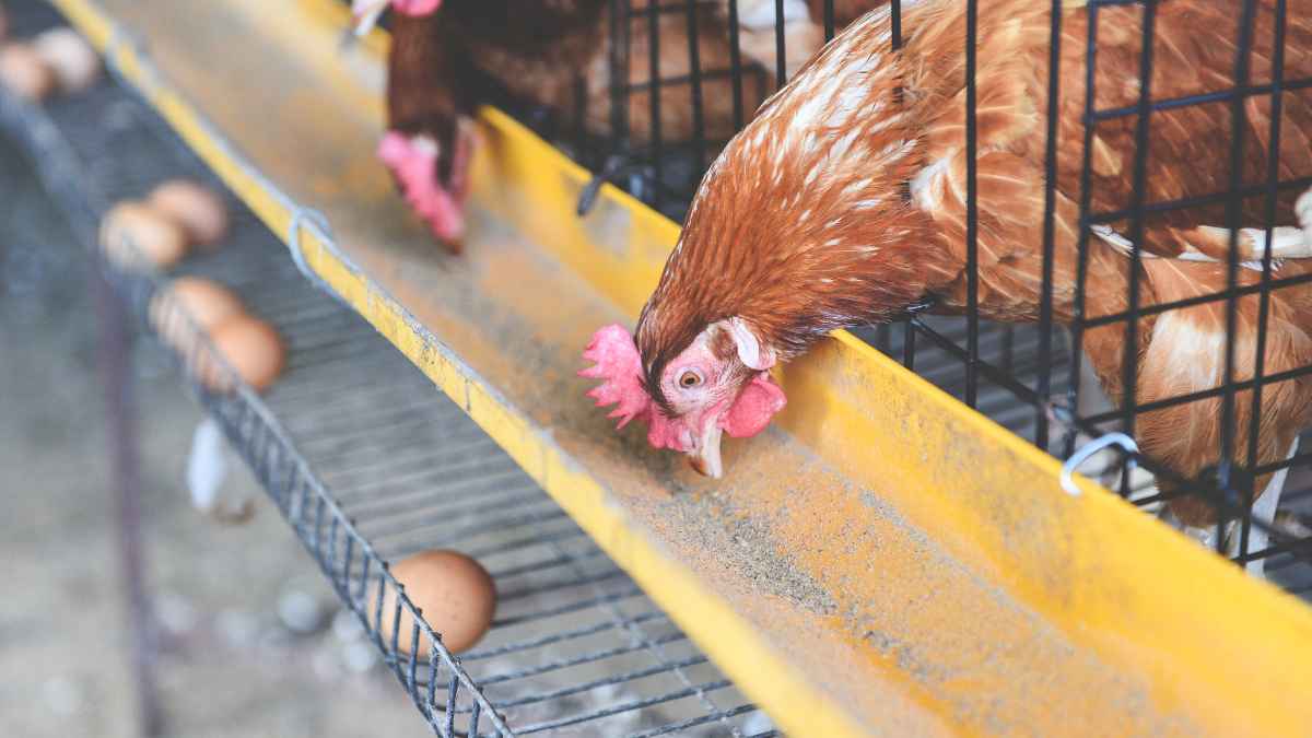 Gallinas ponedoras en una granja afectada por la gripe aviar que ha provocado la subida del precio de los huevos