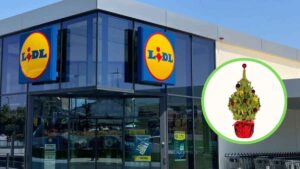 Este árbol natural de Navidad de Lidl por tan solo 8,99 euros sale a la venta el 8 de diciembre