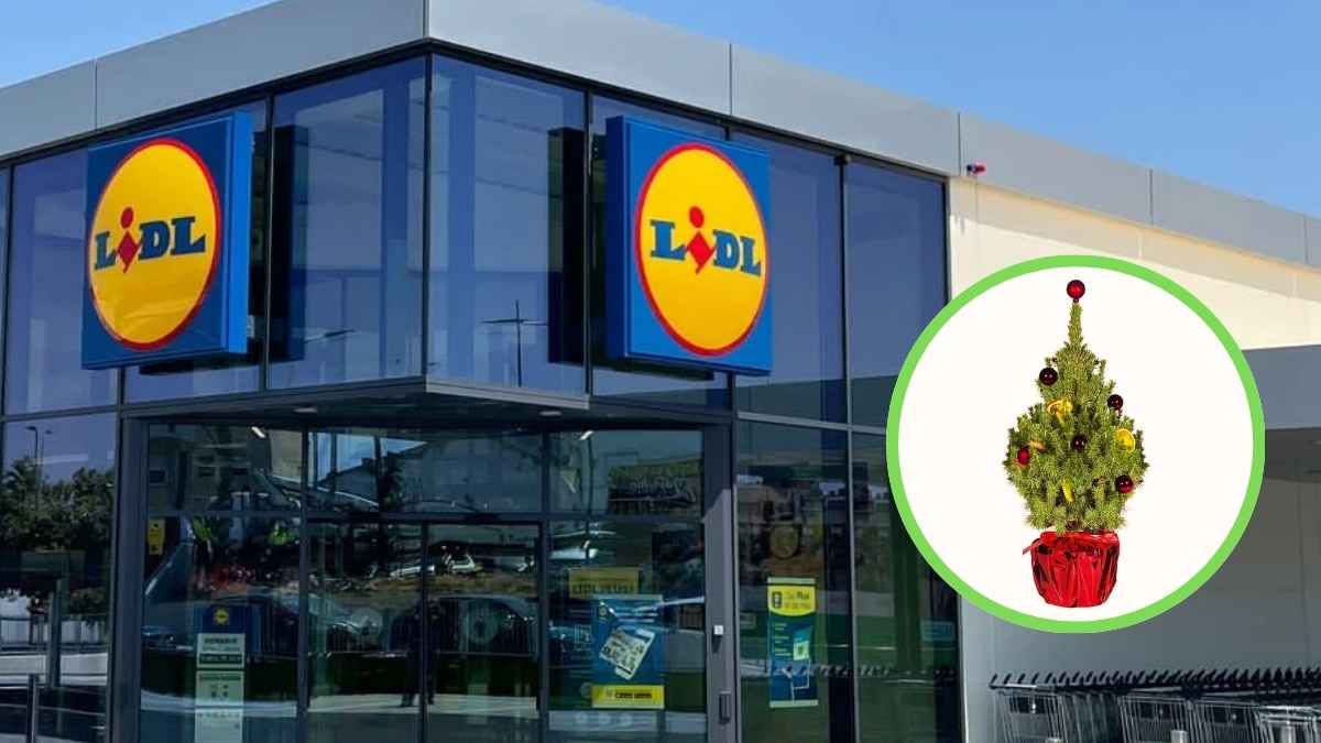 Árbol natural de Navidad de Lidl por 8,99 euros y fachada de un supermercado Lidl