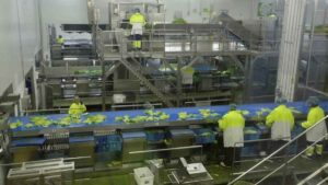 Florette lanza 23 ofertas de empleo para contratar personal que quiera trabajar en fábricas y fincas: enviar el currículum