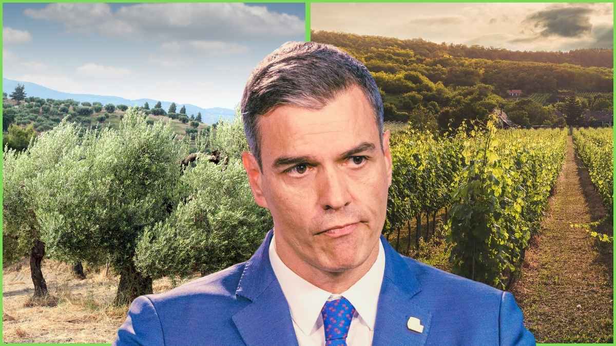 Pedro Sánchez con fondo de olivares y viñedos ante el debate por las ayudas al sector agrario